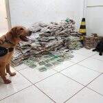 Com ajuda de cães farejadores, PM prende 2 traficantes e localiza depósito de drogas