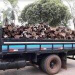 PMA apreende caminhão carregado de madeira transportada ilegalmente