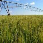 Região Oeste da Bahia deverá produzir 20 mil hectares de trigo nos próximos anos