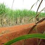Usinas apuram impacto de geada que atingiu cana-de-açúcar no Estado