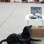 Cão policial localiza encomenda de maconha em transportadora de Campo Grande