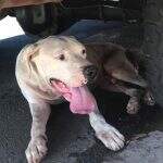Magro e sujo, pitbull é encontrado por moradores em rua do Bairro Estrela do Sul