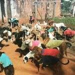 Faça o Natal de um ‘Au-Au’ feliz: Campanha arrecada ração para ONG com mais de 200 cães