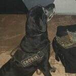 Após 8 anos de serviço, cão Zulu do Batalhão de Choque se aposenta