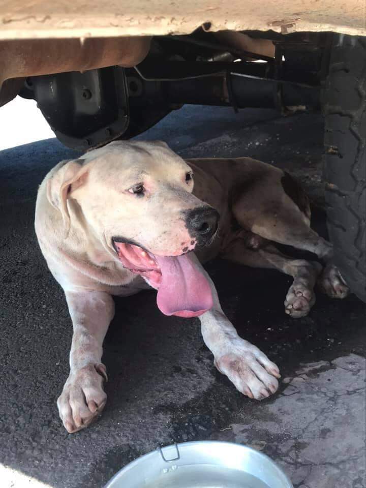Magro e sujo, pitbull é encontrado por moradores em rua do Bairro Estrela do Sul