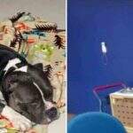Em um mês, segundo cachorro morre durante voo da companhia aérea LATAM