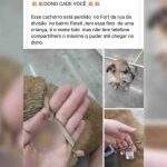 Cadê meu dono? Cachorro perdido no bairro Parati usa coleira com foto de criança