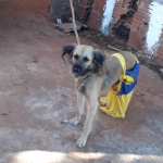 Professora que manteve cadela amarrada e sem comida por 1 semana ganha liberdade