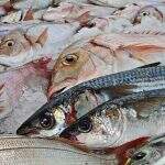 Como está a venda de pescados após o vazamento de óleo no litoral brasileiro