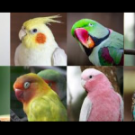 11 dicas e cuidados essenciais para quem tem aves em casa