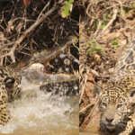 VÍDEO: Influencer flagra onça ‘dando o bote’ em jacaré no Pantanal