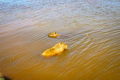 Mesmo com pesca proibida, capivara é encontrada ferida por anzol na Lagoa Maior