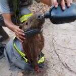Vídeo: capivara é resgatada a 400 metros de foco de queimada no Pantanal