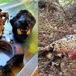 PF conclui que onças encontradas mortas no Pantanal foram envenenadas por agrotóxico