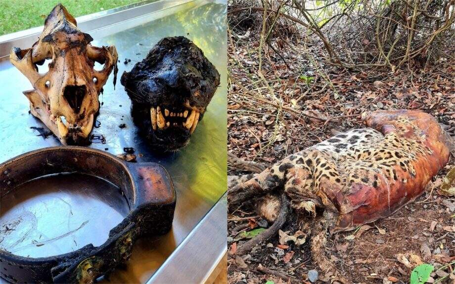 PF conclui que onças encontradas mortas no Pantanal foram envenenadas por agrotóxico