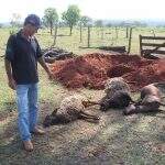 VÍDEO: produtor procura delegacia depois de ter 16 carneiros mortos por pitbull