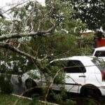 Temporal derruba parte de árvore que atinge carro na Avenida Afonso Pena