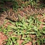 Serpente de 1,5 metro é capturada em quintal de loja na Vila Popular