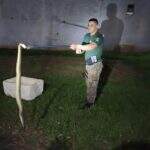 VÍDEO: morador encontra cobra cascavel de 1,5 m dentro de casa em cidade de MS