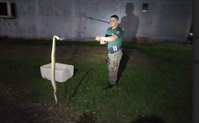 VÍDEO: morador encontra cobra cascavel de 1,5 m dentro de casa em cidade de MS