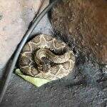 Serpente cascavel é encontrada dentro de loja em Campo Grande e proprietário aciona a PMA