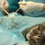CCZ abre agenda para castração de gatos e terá horário marcado para procedimento