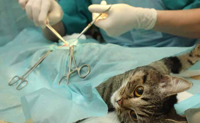 CCZ abre agenda para castração de gatos e terá horário marcado para procedimento