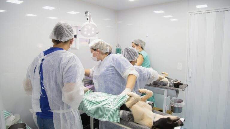 Primeiro castramóvel de Campo Grande entra em operação e esteriliza 20 cães no Portal Caiobá