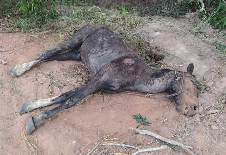Cavalo morre abandonado em valeta e proprietário do animal é preso