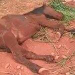Cavalo doente é abandonado por dono, agoniza por horas e morre no meio da rua em MS