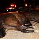 Motorista é socorrido em estado grave depois de atropelar cavalo em rodovia