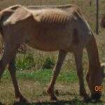 Desnutridos e debilitados, cavalos são resgatados de fazenda e dono é multado em R$ 10 mil