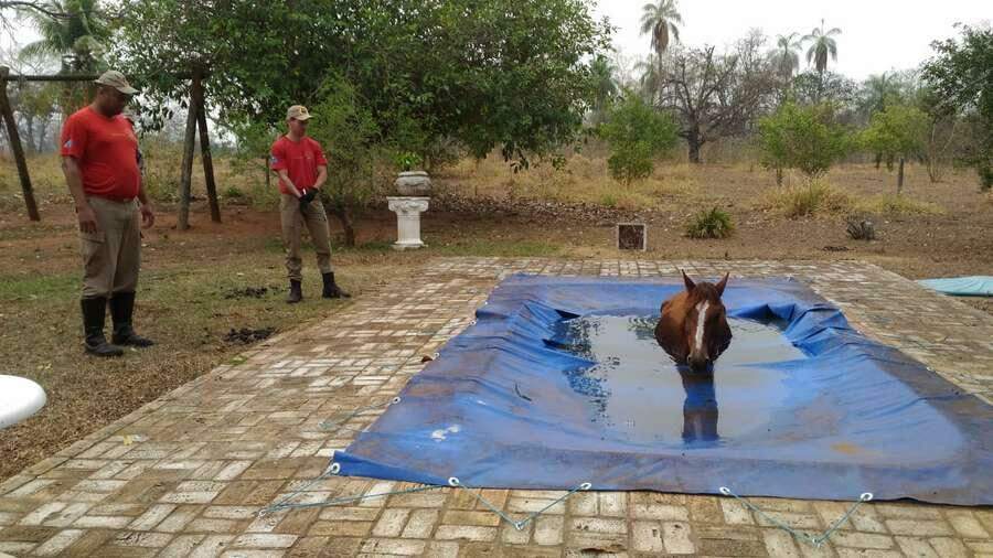 Alívio para o calorão? Égua é resgatada pelos Bombeiros após ‘banho’ de piscina
