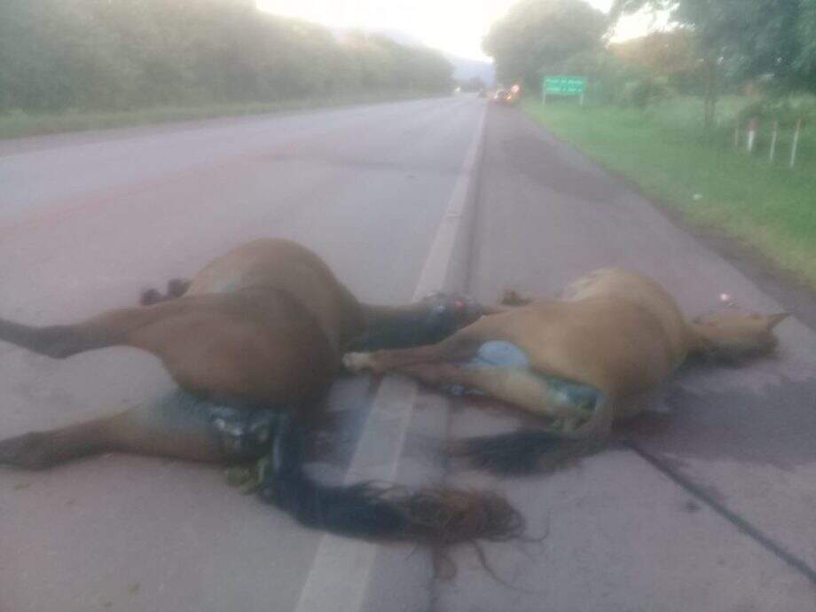 Motorista atropela cavalos em rodovia e jovem fica ferido em acidente