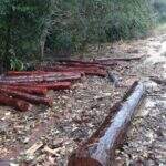 Fazendeiro de Porto Murtinho é multado em R$ 4,8 mil por armazenamento ilegal de madeira