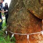 Saúde das árvores de Campo Grande será analisada por tomógrafo