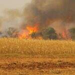 Incêndios ameaçam plantações e mobilizam bombeiros e produtores rurais em MS
