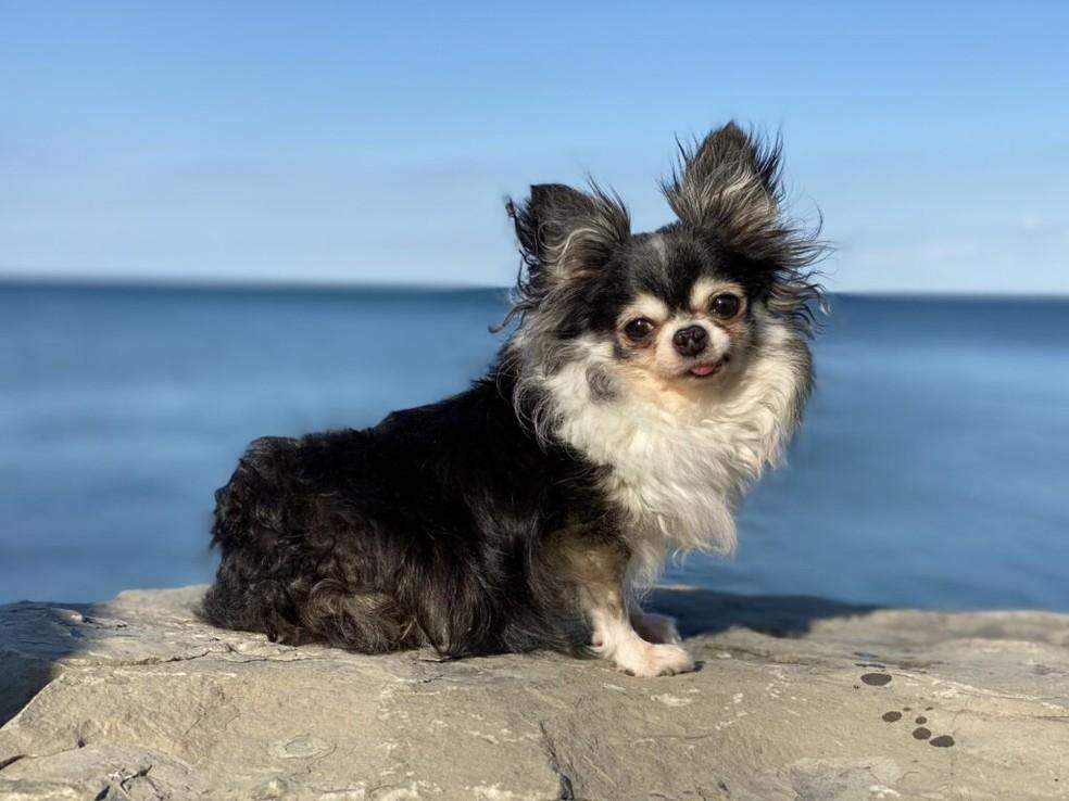 Chihuahua é eleita cão do ano por cuidar de animais resgatados