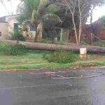 Chuva com vendaval derruba árvores e postes na região do Aeroporto em Campo Grande