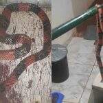 Deu trabalho: cobra coral de 50 cm é capturada dentro de casa em Campo Grande