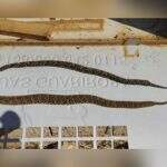 Cobras peçonhentas em Campo Grande são reflexo de perda de habitat; confira como proteger sua casa