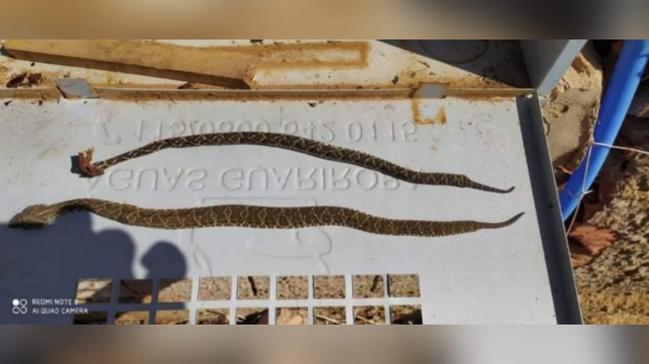 Cobras peçonhentas em Campo Grande são reflexo de perda de habitat; confira como proteger sua casa