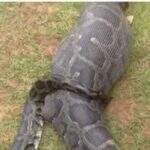 Mulher desaparecida é encontrada dentro de cobra píton na Indonésia