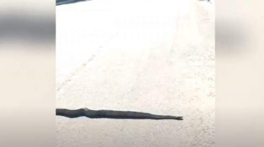 VÍDEO: Cobra é flagrada ao atravessar avenida em Campo Grande