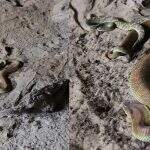 Trilheiros flagram casal de cobras Boipeva em gruta e registram evento raro em MS