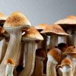 Justiça nega salvo conduto a suspeitos de cultivar ‘cogumelo mágico’ e oferecer para crianças em Campo Grande