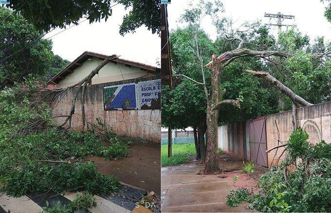 Galho de árvore cai sobre muro de escola estadual após chuva e vento forte em cidade de MS