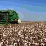 Mato Grosso do Sul inicia colheita do algodão com receio dos impactos da falta de chuvas