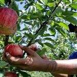 Funtrab oferece 655 vagas de emprego em lavouras de maçã em SC e RS