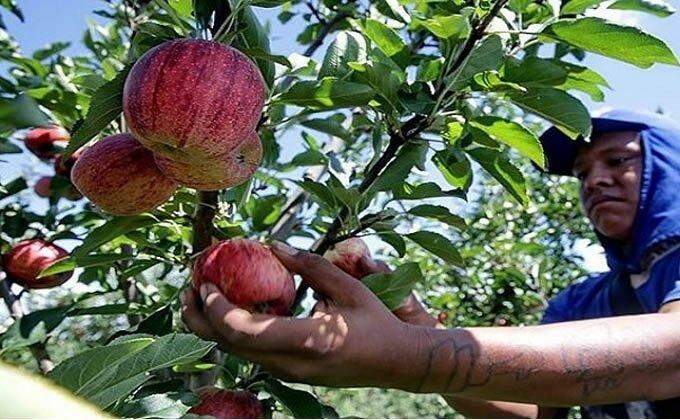 Colheita da maçã movimenta mercado de trabalho e Funtrab tem quase 2 mil vagas em MS